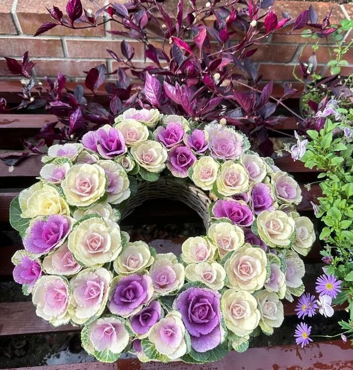 Ngắm vườn bắp cải hoa hồng đẹp mê mẩn của mẹ Việt - Hình 7