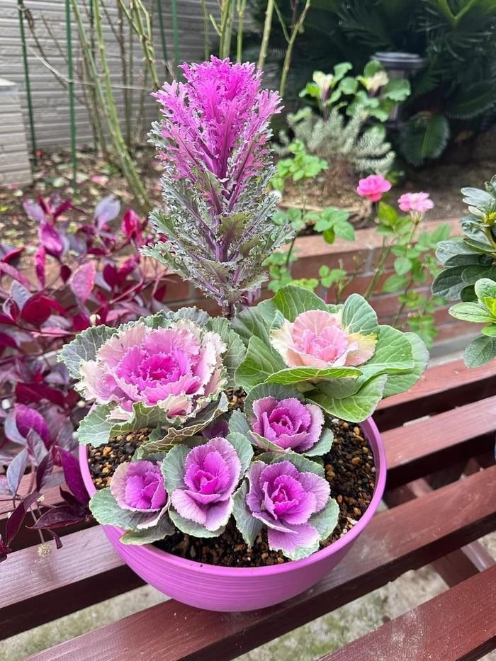 Ngắm vườn bắp cải hoa hồng đẹp mê mẩn của mẹ Việt - Hình 8