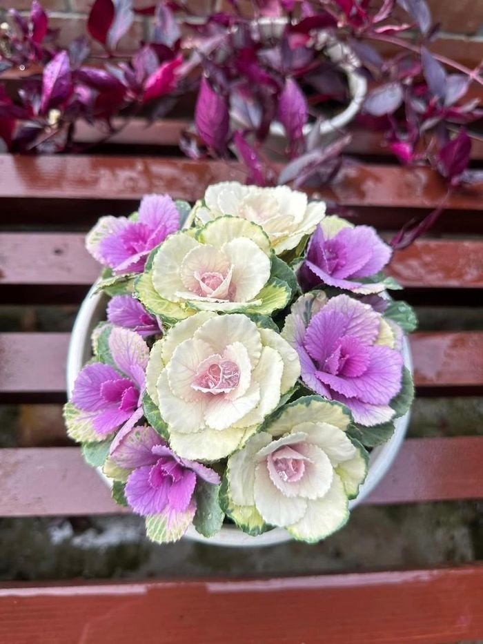 Ngắm vườn bắp cải hoa hồng đẹp mê mẩn của mẹ Việt - Hình 9