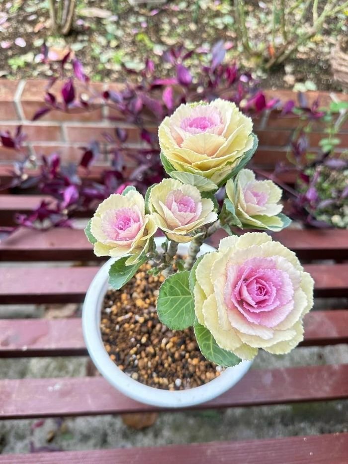 Ngắm vườn bắp cải hoa hồng đẹp mê mẩn của mẹ Việt - Hình 10