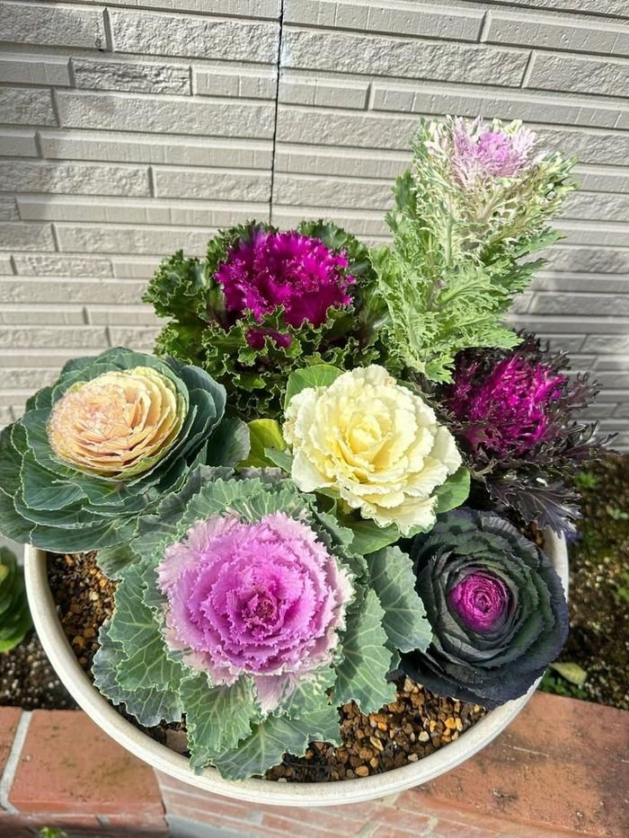 Ngắm vườn bắp cải hoa hồng đẹp mê mẩn của mẹ Việt - Hình 11