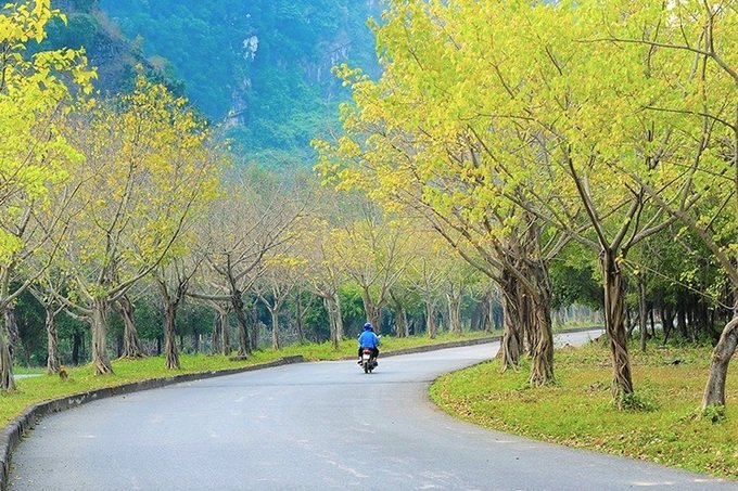 Hàng cây bồ đề dài 10km độc đáo ở Ninh Bình