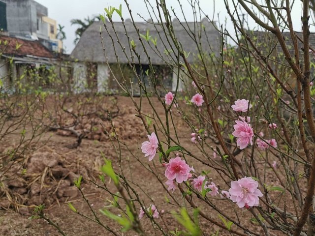 me man voi ve dep moc mac cua ngoi nha mai ra o mien que gao tam