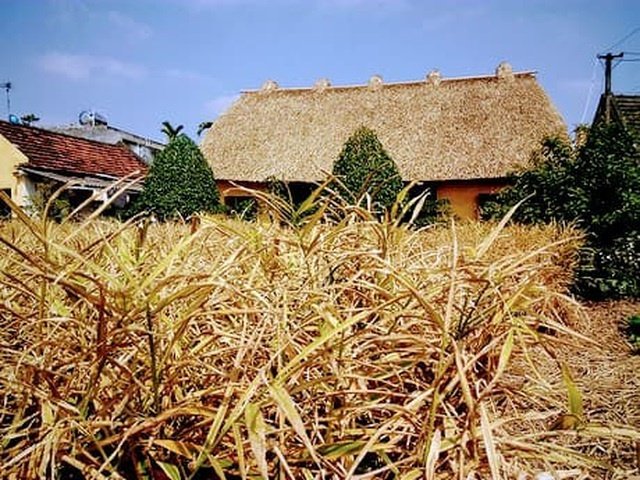 me man voi ve dep moc mac cua ngoi nha mai ra o mien que gao tam