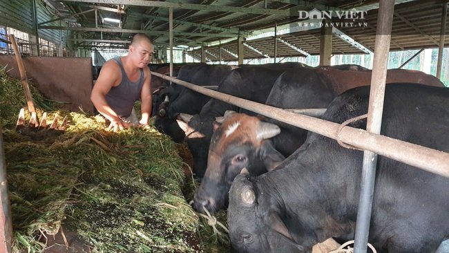 Thái Bình: Trồng cỏ nuôi đàn bò “siêu khổng lồ”, mỗi năm bỏ túi tiền tỷ - Ảnh 1.