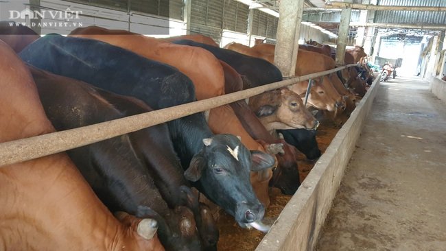 Thái Bình: Trồng cỏ nuôi đàn bò “siêu khổng lồ”, mỗi năm bỏ túi tiền tỷ - Ảnh 2.