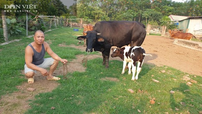 Thái Bình: Trồng cỏ nuôi đàn bò “siêu khổng lồ”, mỗi năm bỏ túi tiền tỷ - Ảnh 3.