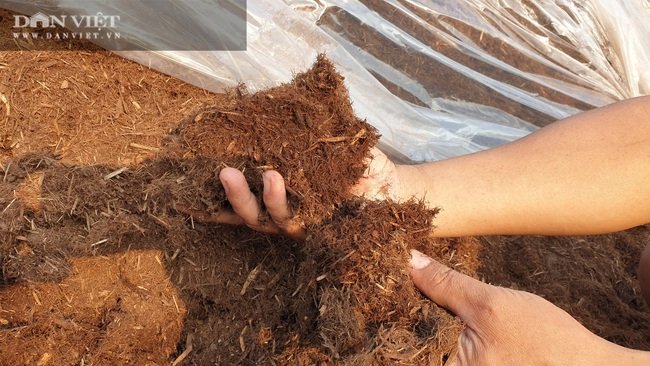 Thái Bình: Trồng cỏ nuôi đàn bò “siêu khổng lồ”, mỗi năm bỏ túi tiền tỷ - Ảnh 5.