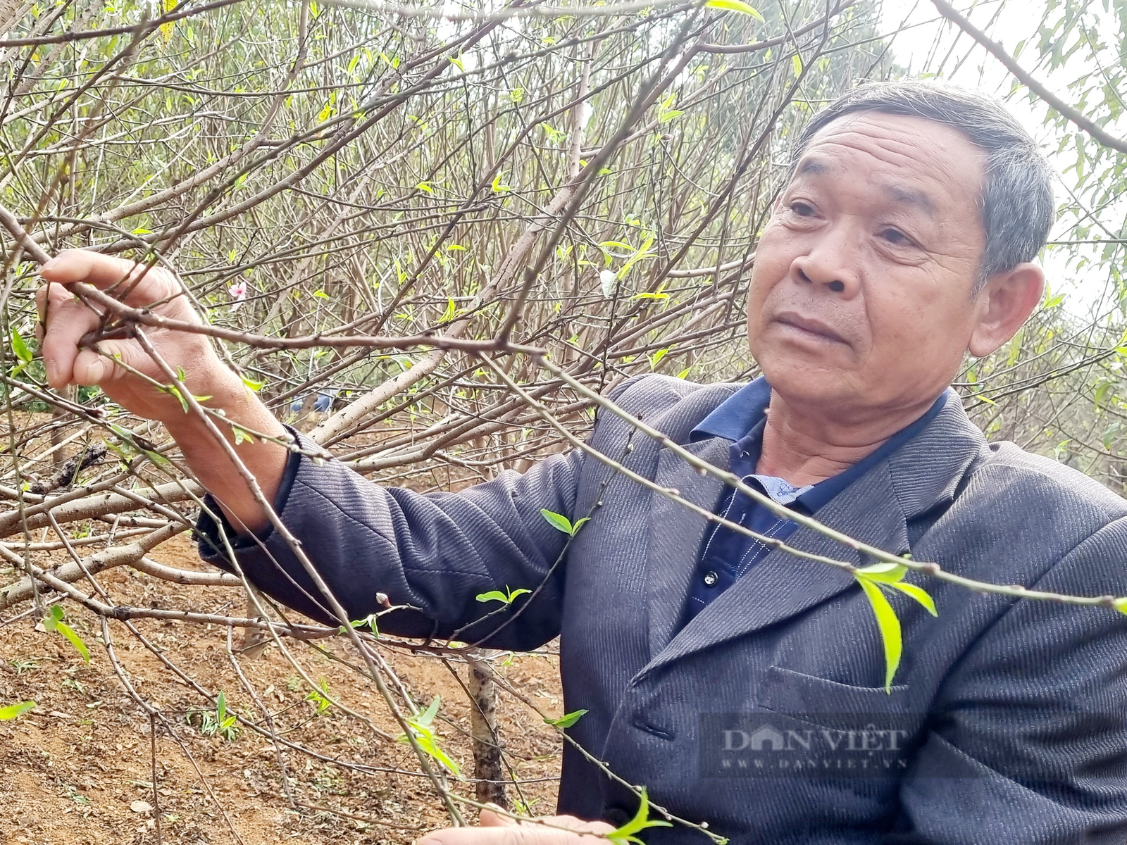 Ninh Bình: U60 chia sẻ cách chăm sóc cây đào phai nở hoa đúng dịp Tết - Ảnh 2.