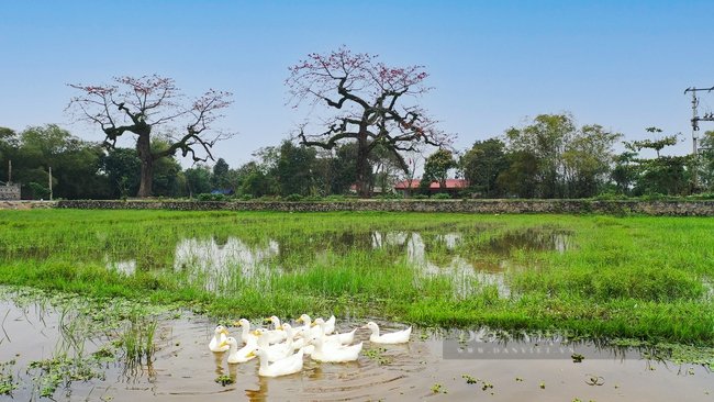Khám phá vẻ đẹp mùa hoa gạo tháng 3 ở Ninh Bình - Ảnh 3. Khám phá vẻ đẹp mùa hoa gạo tháng 3 ở Ninh Bình - Ảnh 3.