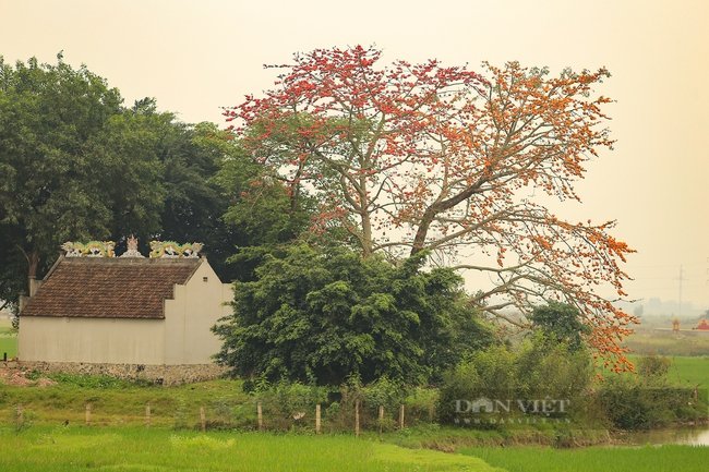 Khám phá vẻ đẹp mùa hoa gạo tháng 3 ở Ninh Bình - Ảnh 4. Khám phá vẻ đẹp mùa hoa gạo tháng 3 ở Ninh Bình - Ảnh 4.