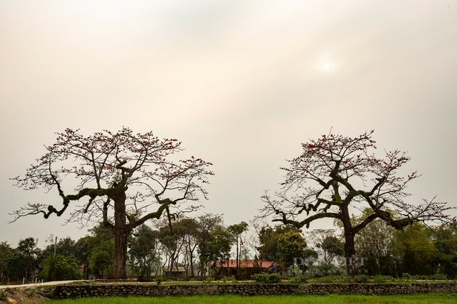 Khám phá vẻ đẹp mùa hoa gạo tháng 3 ở Ninh Bình - Ảnh 7. Khám phá vẻ đẹp mùa hoa gạo tháng 3 ở Ninh Bình - Ảnh 7.