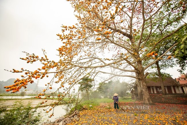Khám phá vẻ đẹp mùa hoa gạo tháng 3 ở Ninh Bình - Ảnh 1. Khám phá vẻ đẹp mùa hoa gạo tháng 3 ở Ninh Bình - Ảnh 1.