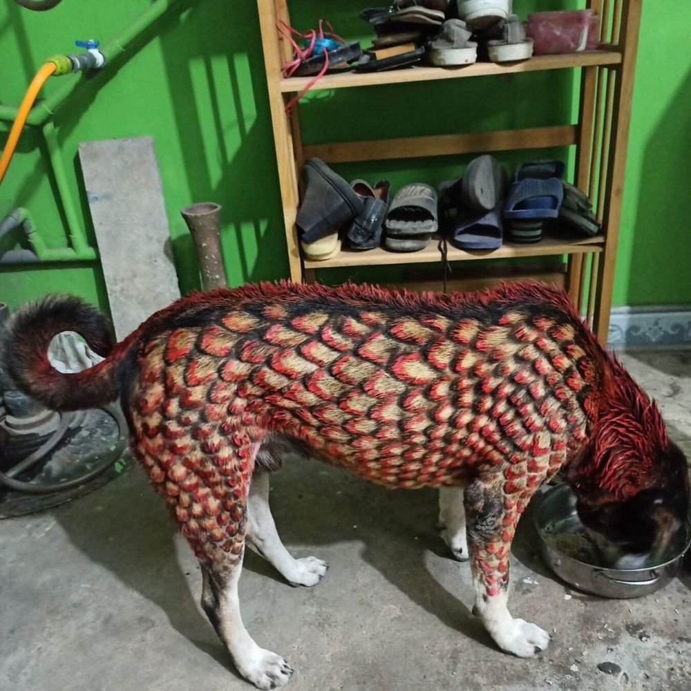 Ngoại hình có phần đáng sợ của chú cún sau khi được nhuộm lông. (Ảnh: Facebook D.N)