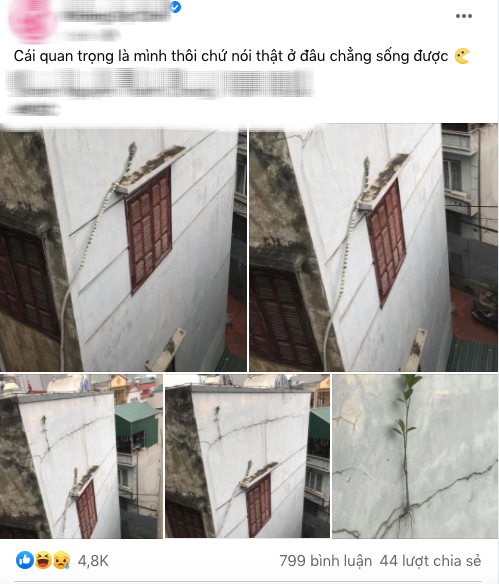 Anh chàng khoe cái cây xanh tốt mọc trên nền xi măng khô cằn, dân mạng lại đồng loạt gọi tên bé Na - Ảnh 1.