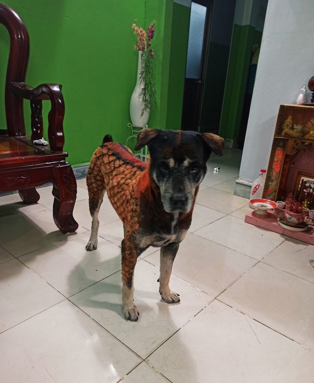  Chú chó tỏ ra khá buồn và hoang mang trước ngoại hình mới. (Ảnh: Facebook D.N)