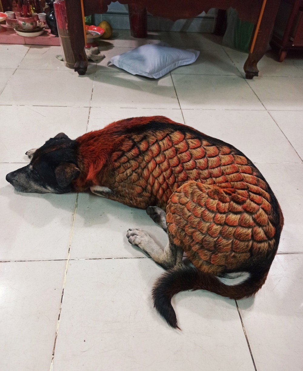  Chú cún bị nhuộm lông gây xôn xao cộng đồng mạng. (Ảnh: Facebook D.N)