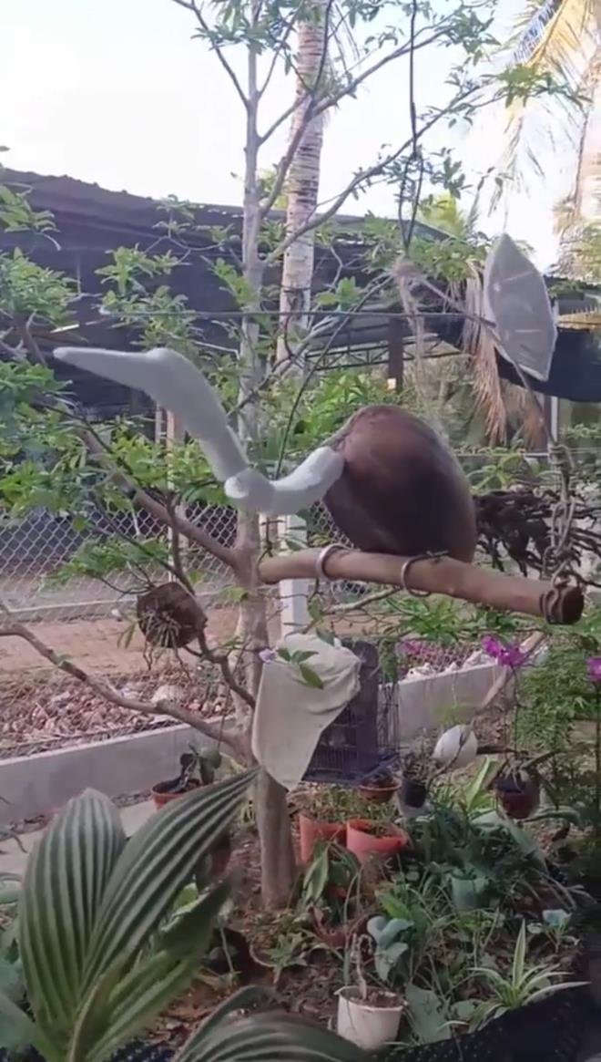 ‘Chú chim’ lạ hót véo von trong vườn, dân mạng thi nhau đoán từ cò đến kền kền - 2