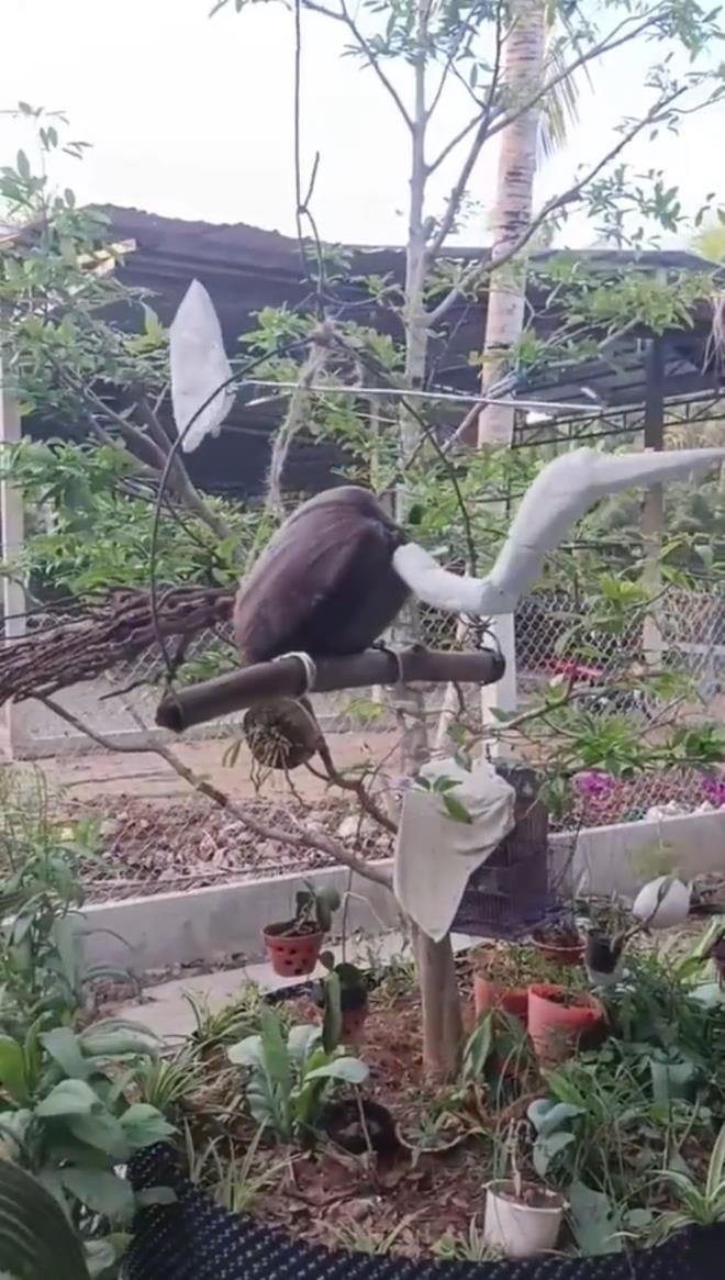 ‘Chú chim’ lạ hót véo von trong vườn, dân mạng thi nhau đoán từ cò đến kền kền - 3