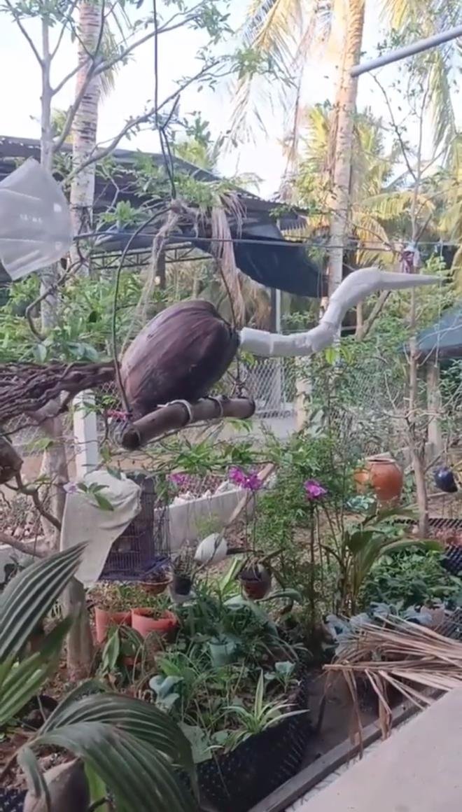 ‘Chú chim’ lạ hót véo von trong vườn, dân mạng thi nhau đoán từ cò đến kền kền - 1