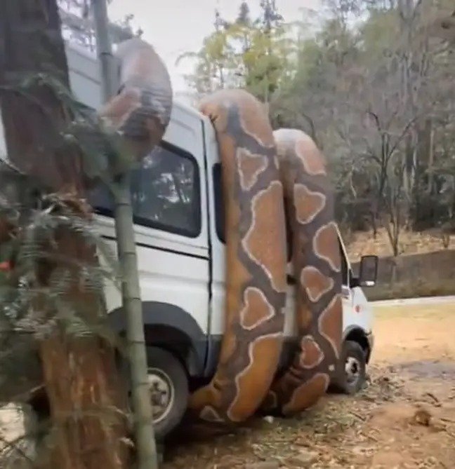 Trăn khổng lồ quấn quanh ô tô hệt như phim khiến dân mạng lo sốt vó, biết sự tình ai cũng thở phào nhẹ nhõm