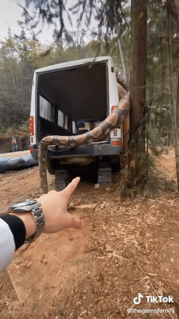 Trăn khổng lồ quấn quanh ô tô hệt như phim khiến dân mạng lo sốt vó, biết sự tình ai cũng thở phào nhẹ nhõm