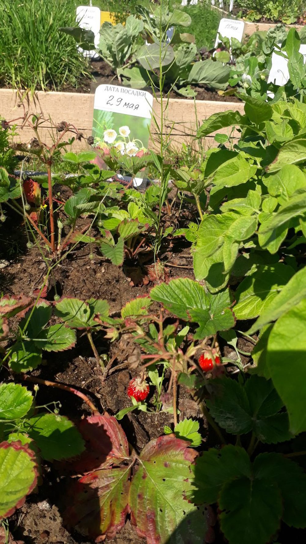 Đưa học sinh mẫu giáo đi trồng rau, nhà trường nhận lại một rổ phẫn nộ từ dân mạng vì bức ảnh thành quả đầy ám ảnh - Ảnh 2.