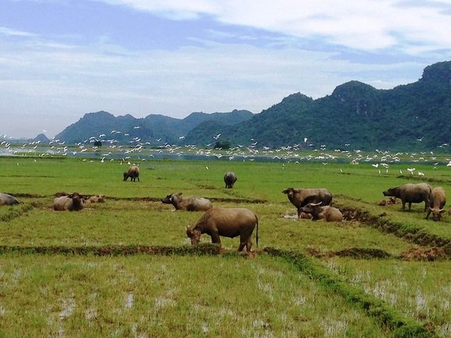 Khách Tây đến Ninh Bình “mê” làm… nông dân - 1