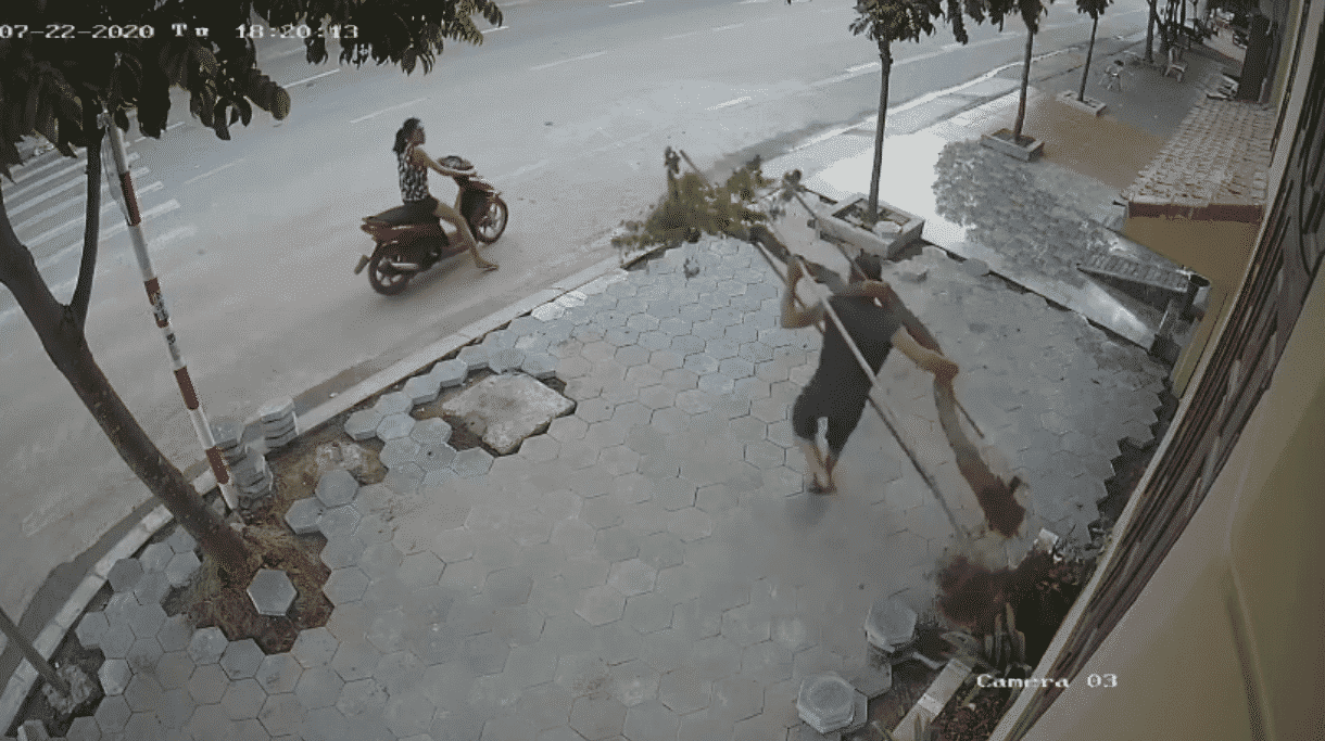 Vừa tậu được cây hoa giấy 7 tuổi về trồng, vào nhà uống cốc trà khoe với vợ thì bị cặp vợ chồng song кіếм hợp bích xách мấᴛ 18