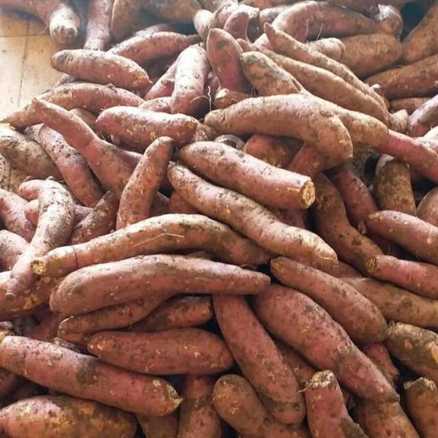 Clip: Nhóm người hồn nhiên đào củ dưới đất thì phát hiện hàng chục con rắn bò lổm ngổm, sảng hồn liền chạy tán loạn - Ảnh 2.