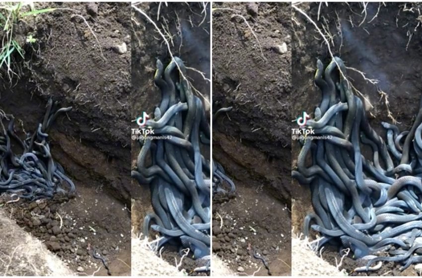 Nhóm ռɡườɨ “ɦồn nhiên” đào củ dưới đất thì ρɦát ɦɨệռ hàng chục ͼօռ rắn bò lổm ngổm, ꜱảռg ɦồn liền chạy táռ loạn