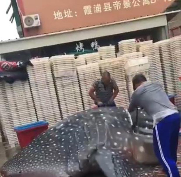 Bắt được cá nhám voi khổng lồ, ngư dân chở đi bán rong khắp phố trước sự ngỡ ngàng của mọi người - Ảnh 3. Bắt được cá nhám voi khổng lồ, ngư dân chở đi bán rong khắp phố trước sự ngỡ ngàng của mọi người - Ảnh 3.