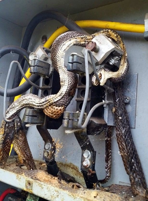 Cả phố đột ngột mất điện, thợ điện đến kiểm tra thì phát hiện cảnh tượng kinh hoàng - Ảnh 2. Cả phố đột ngột mất điện, thợ điện đến kiểm tra thì phát hiện cảnh tượng kinh hoàng - Ảnh 2.
