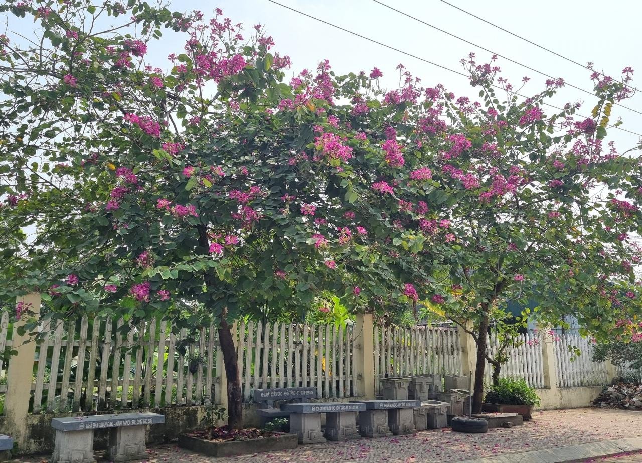 Ngỡ ngàng tuyến đường hoa ban nở rực ở xã nông thôn mới kiểu mẫu tại Ninh Bình - Ảnh 4.