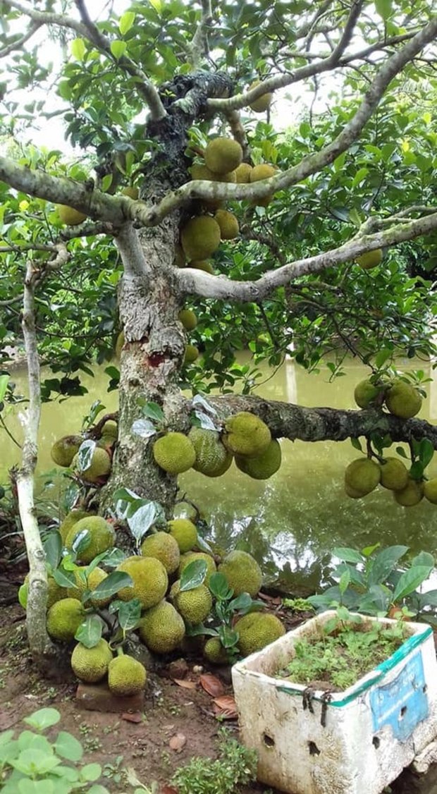 Kinh ngạc ngắm các cây mít vỡ kế hoạch, tranh nhau mọc trái chi chít - Ảnh 5. Kinh ngạc ngắm các cây mít vỡ kế hoạch, tranh nhau mọc trái chi chít - Ảnh 5.