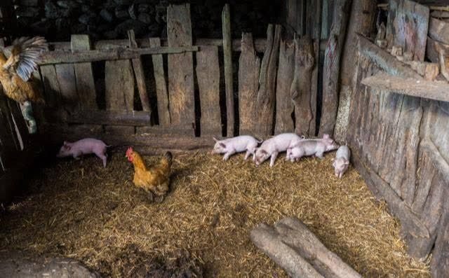 Lão nông liên tục bị mất lợn nhưng không thể tìm ra thủ phạm, kết luận của cảnh sát khiến ông lập tức chuyển nhà - Ảnh 3. Lão nông liên tục bị mất lợn nhưng không thể tìm ra thủ phạm, kết luận của cảnh sát khiến ông lập tức chuyển nhà - Ảnh 3.