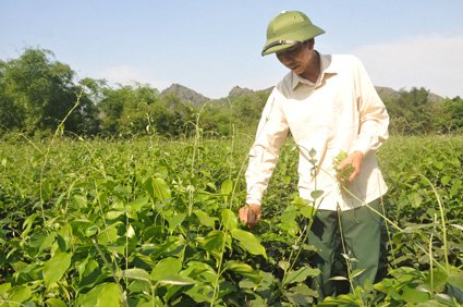 Ninh Bình: Đem thứ rau rừng đặc sản về trồng, ăn ngọt như mì chính, bán rõ đắt mà thương lái tranh nhau mua - Ảnh 1.