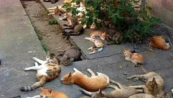  Phải nhờ đến chuyên gia động vật để giải giải thích hiện tượng này. 