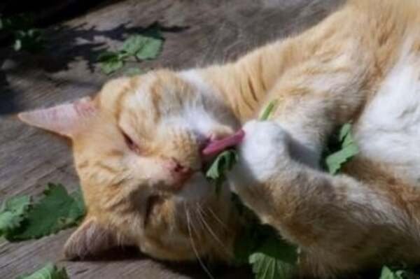 Hóa ra chẳng phải ốm đau gì, các “boss” chỉ ăn hơi lố cỏ mèo nên sinh ra ảo giác.