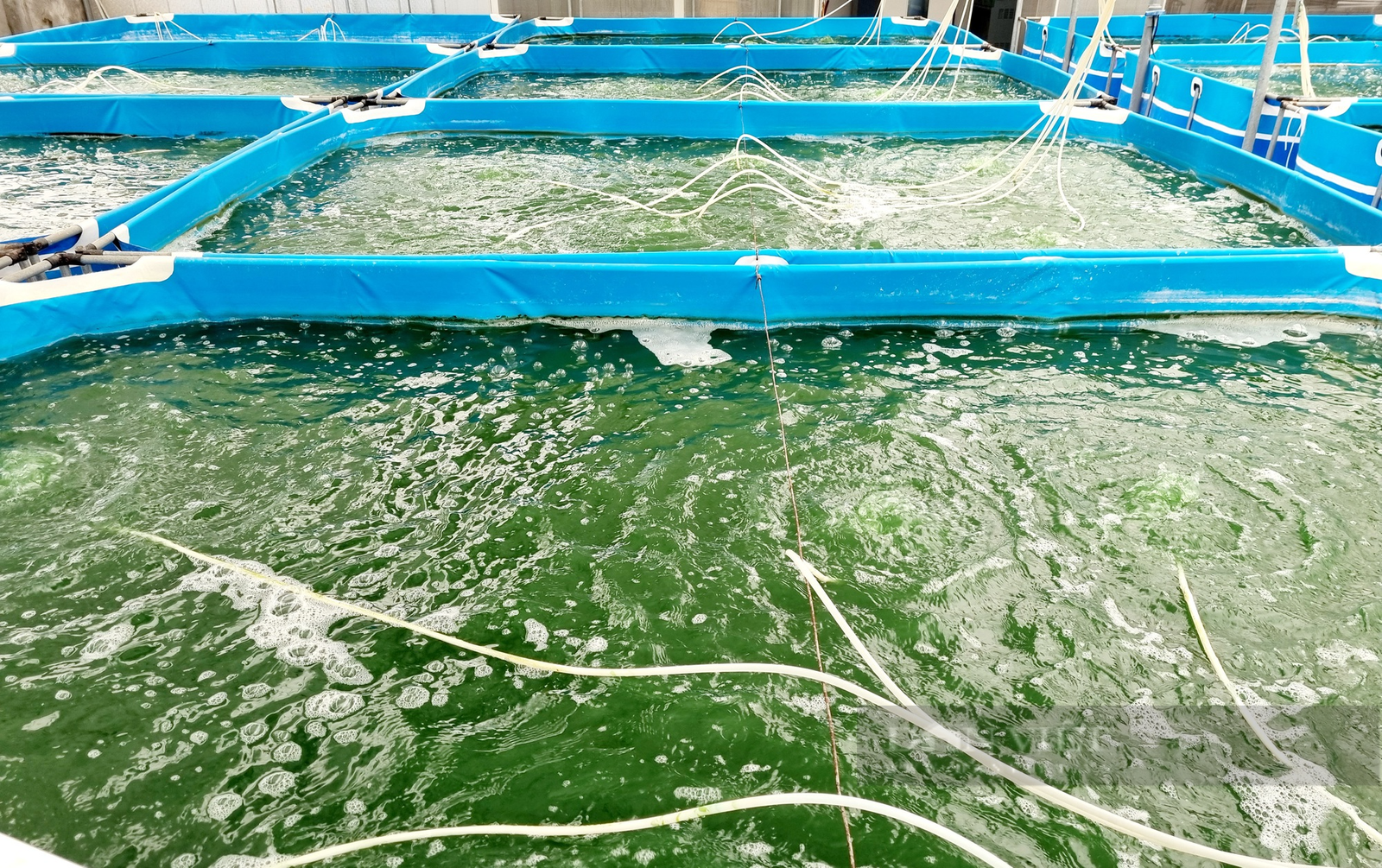 Cặp vợ chồng ở Ninh Bình gác lại việc giảng dạy về nhà sản xuất tảo xoắn - Ảnh 3. Cặp vợ chồng ở Ninh Bình gác lại việc giảng dạy về nhà sản xuất tảo xoắn - Ảnh 3.