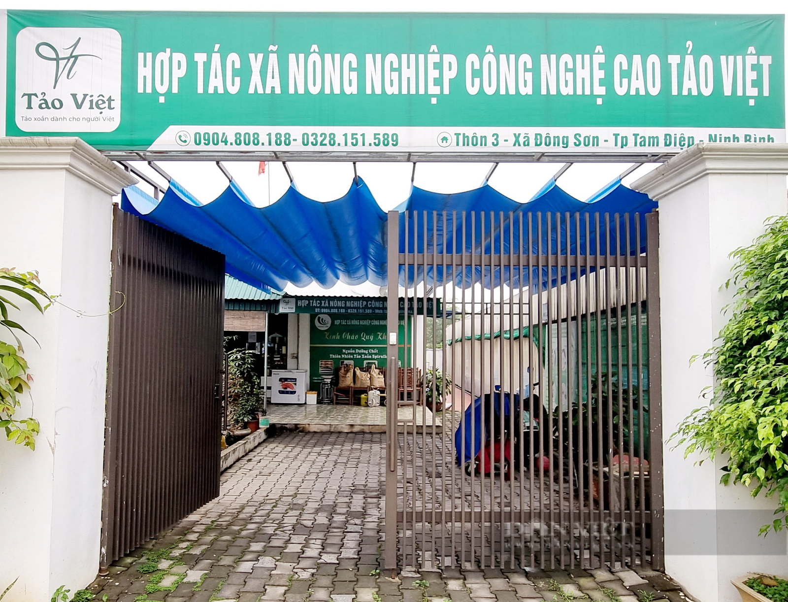 Cặp vợ chồng ở Ninh Bình gác lại việc giảng dạy về nhà sản xuất tảo xoắn - Ảnh 4. Cặp vợ chồng ở Ninh Bình gác lại việc giảng dạy về nhà sản xuất tảo xoắn - Ảnh 4.