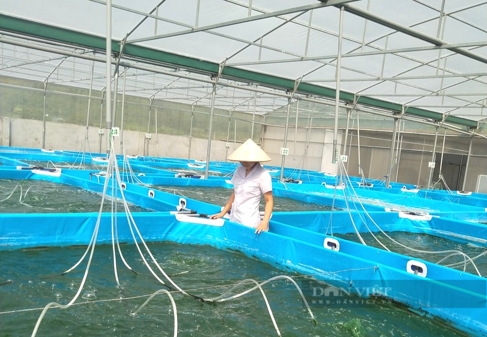 Cặp vợ chồng ở Ninh Bình gác lại việc giảng dạy về nhà sản xuất tảo xoắn - Ảnh 5. Cặp vợ chồng ở Ninh Bình gác lại việc giảng dạy về nhà sản xuất tảo xoắn - Ảnh 5.