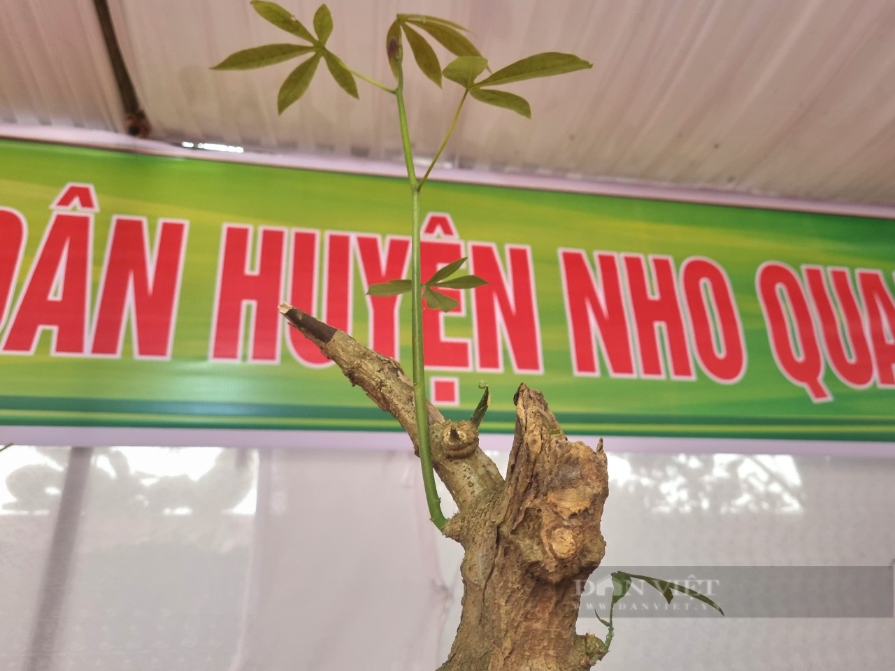 Bất ngờ chùm củ sắn "đột biến" nặng 60 kg trưng bày tại Đại hội Hội Nông dân huyện Nho Quan - Ảnh 6.