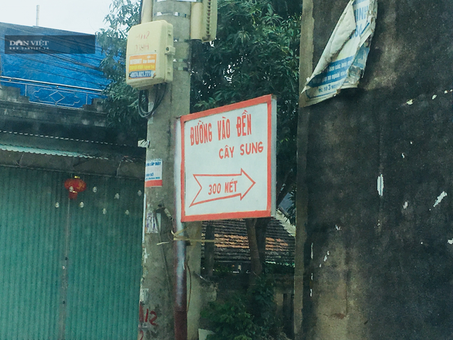 Chuyện lạ Ninh Bình: Cây sung mọc quả chi chít nhưng không ai dám hái ăn - Ảnh 2. Chuyện lạ Ninh Bình: Cây sung mọc quả chi chít nhưng không ai dám hái ăn - Ảnh 2.