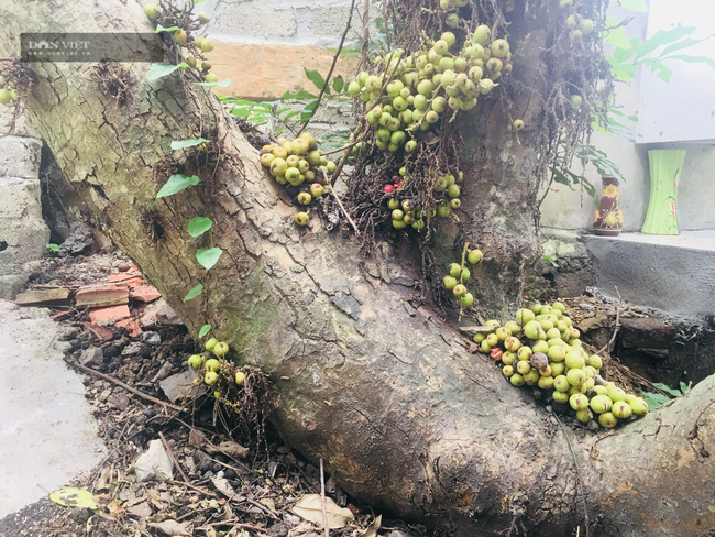 Chuyện lạ Ninh Bình: Cây sung mọc quả chi chít nhưng không ai dám hái ăn - Ảnh 4. Chuyện lạ Ninh Bình: Cây sung mọc quả chi chít nhưng không ai dám hái ăn - Ảnh 4.