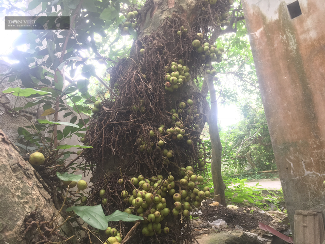 Chuyện lạ Ninh Bình: Cây sung mọc quả chi chít nhưng không ai dám hái ăn - Ảnh 6. Chuyện lạ Ninh Bình: Cây sung mọc quả chi chít nhưng không ai dám hái ăn - Ảnh 6.