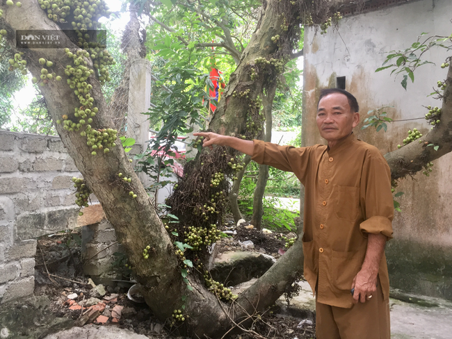 Chuyện lạ Ninh Bình: Cây sung mọc quả chi chít nhưng không ai dám hái ăn - Ảnh 1. Chuyện lạ Ninh Bình: Cây sung mọc quả chi chít nhưng không ai dám hái ăn - Ảnh 1.