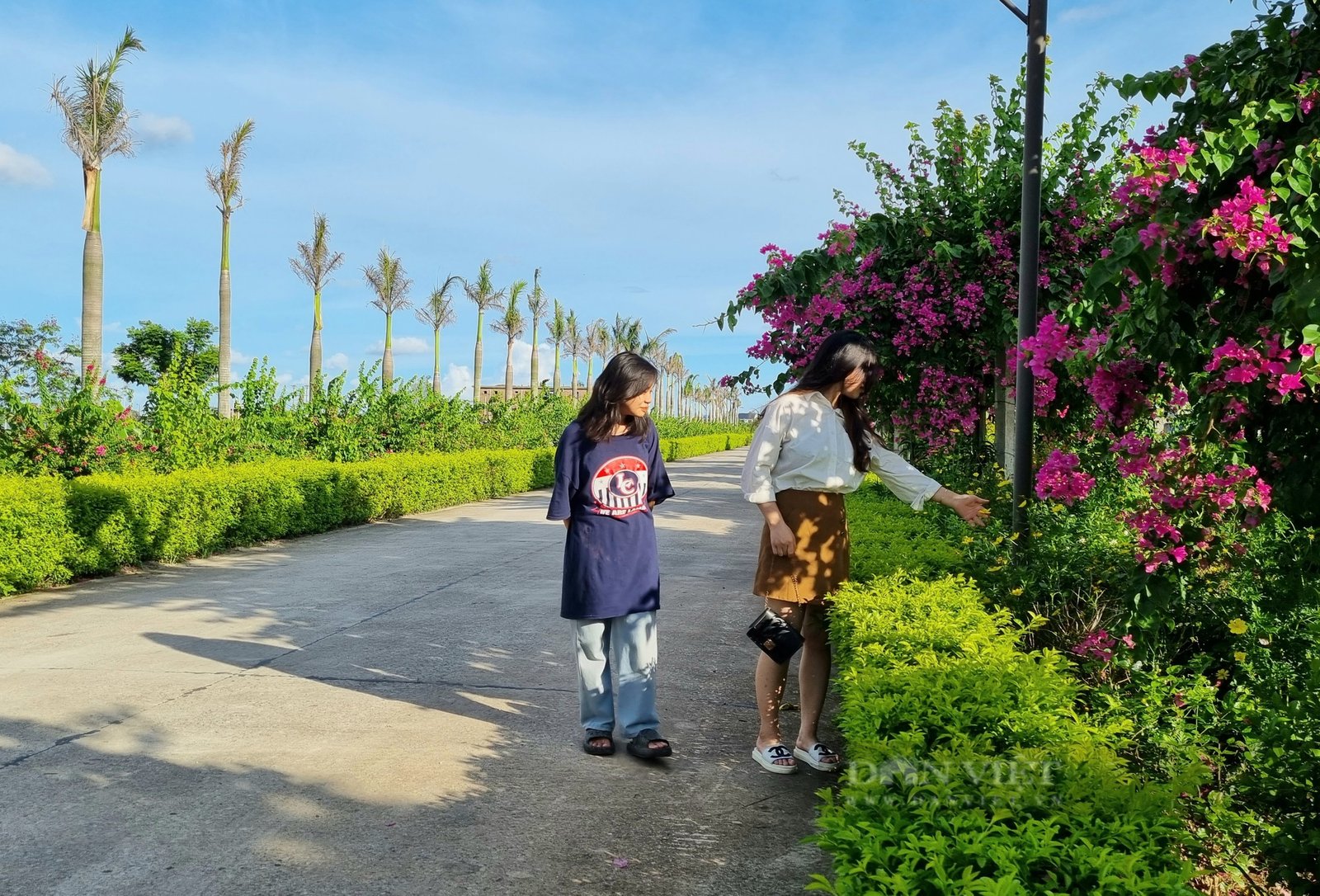 Rực rỡ con đường hoa đẹp như phim đang thu hút giới trẻ ở Ninh Bình - Ảnh 3. Rực rỡ con đường hoa đẹp như phim đang thu hút giới trẻ ở Ninh Bình - Ảnh 3.