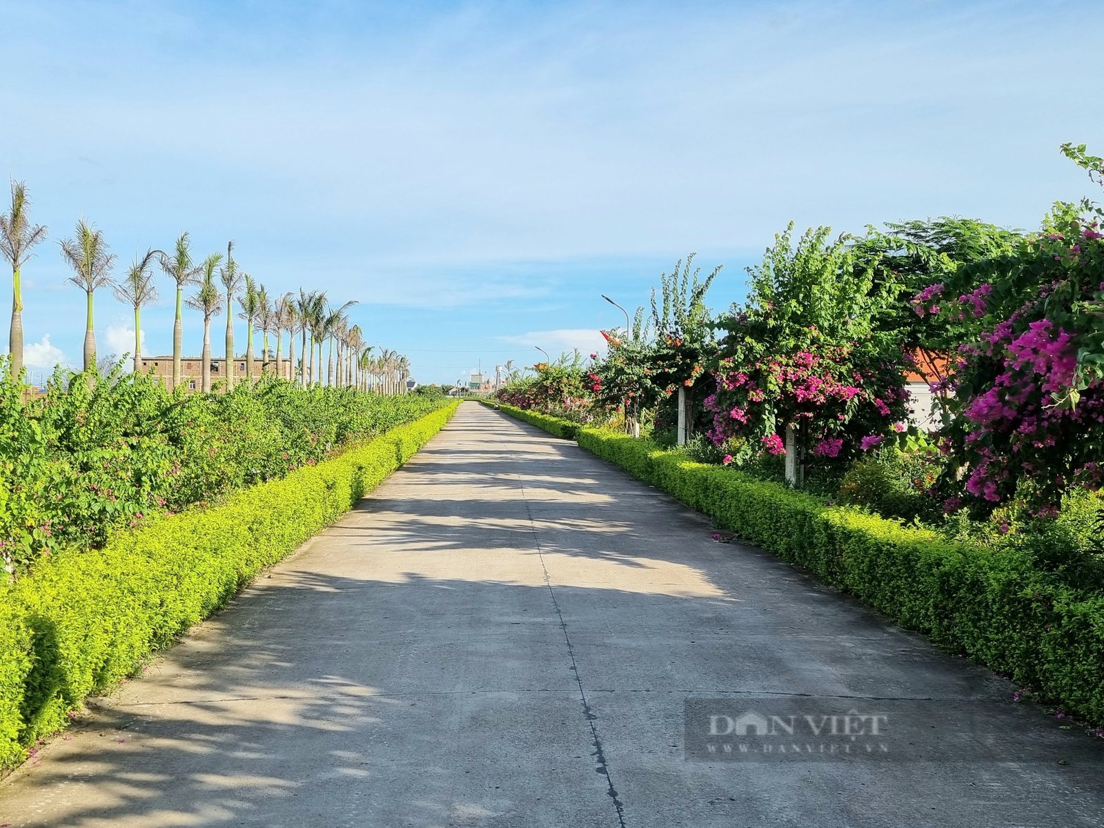 Rực rỡ con đường hoa đẹp như phim đang thu hút giới trẻ ở Ninh Bình - Ảnh 5. Rực rỡ con đường hoa đẹp như phim đang thu hút giới trẻ ở Ninh Bình - Ảnh 5.