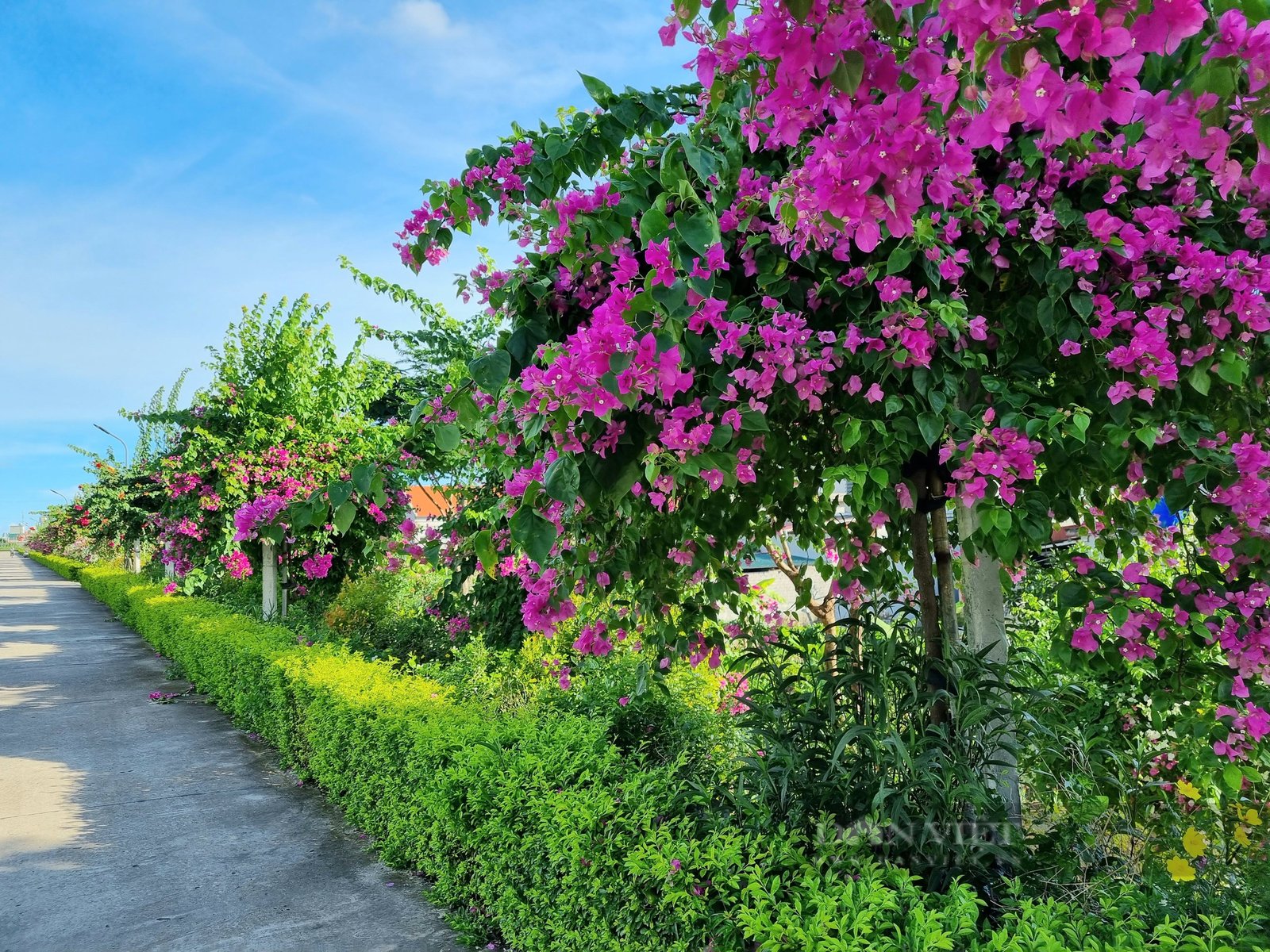 Rực rỡ con đường hoa đẹp như phim đang thu hút giới trẻ ở Ninh Bình - Ảnh 9. Rực rỡ con đường hoa đẹp như phim đang thu hút giới trẻ ở Ninh Bình - Ảnh 9.
